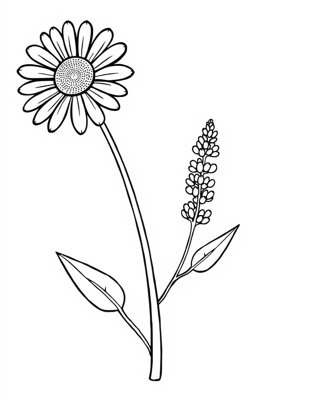 AI generated: A daisy with a round center and many long petals, accompanied by two leaves. Simple black line art, no shading, white backgroundBlack-and-white line art illustration of a lavender