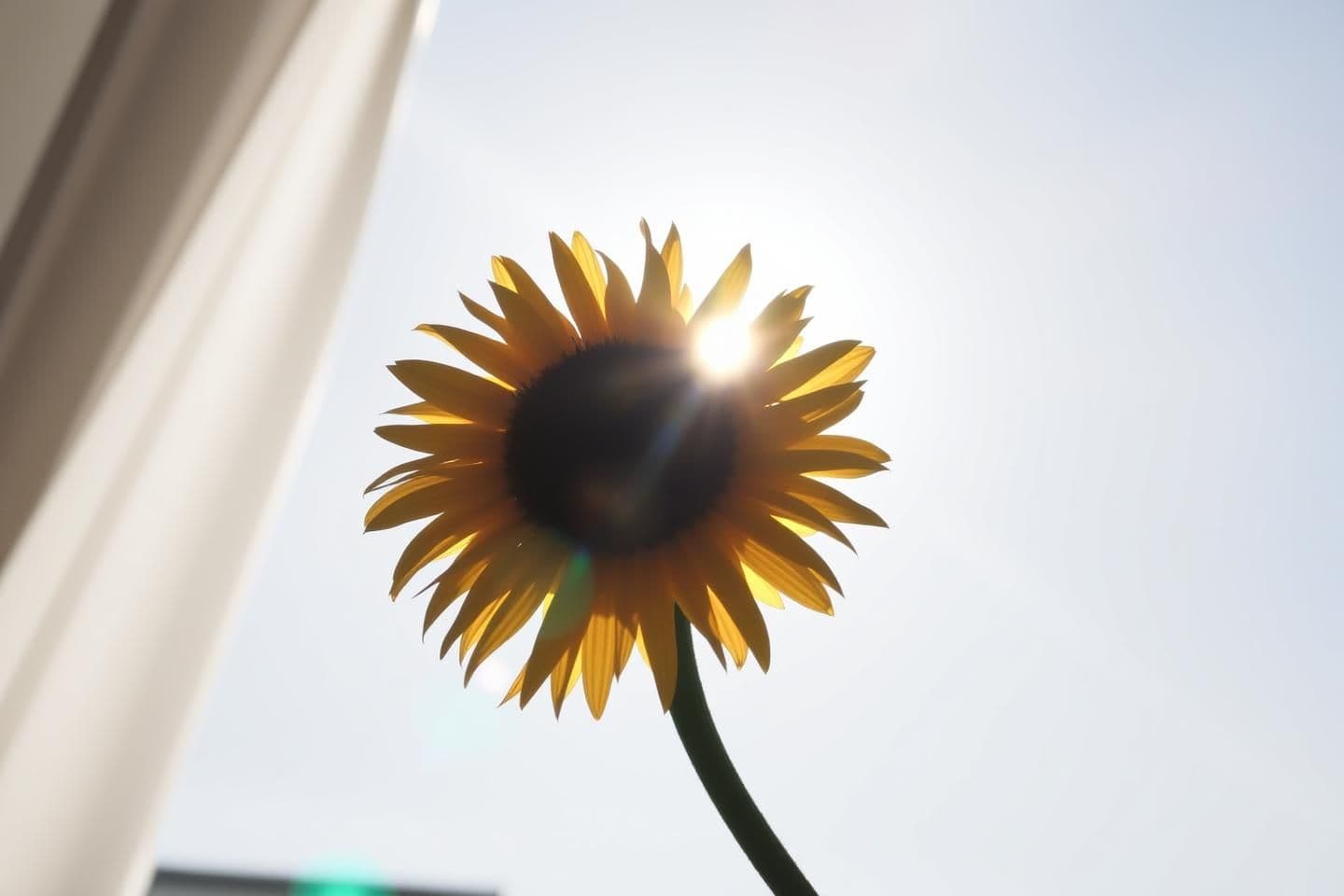 AI generated: Midday sunlight is one of the most underrated biohacks.
Just 5–10 minutes around 11:30 AM delivers a clean boost of serotonin, supports Vitamin D synthesis, sharpens focus, and red