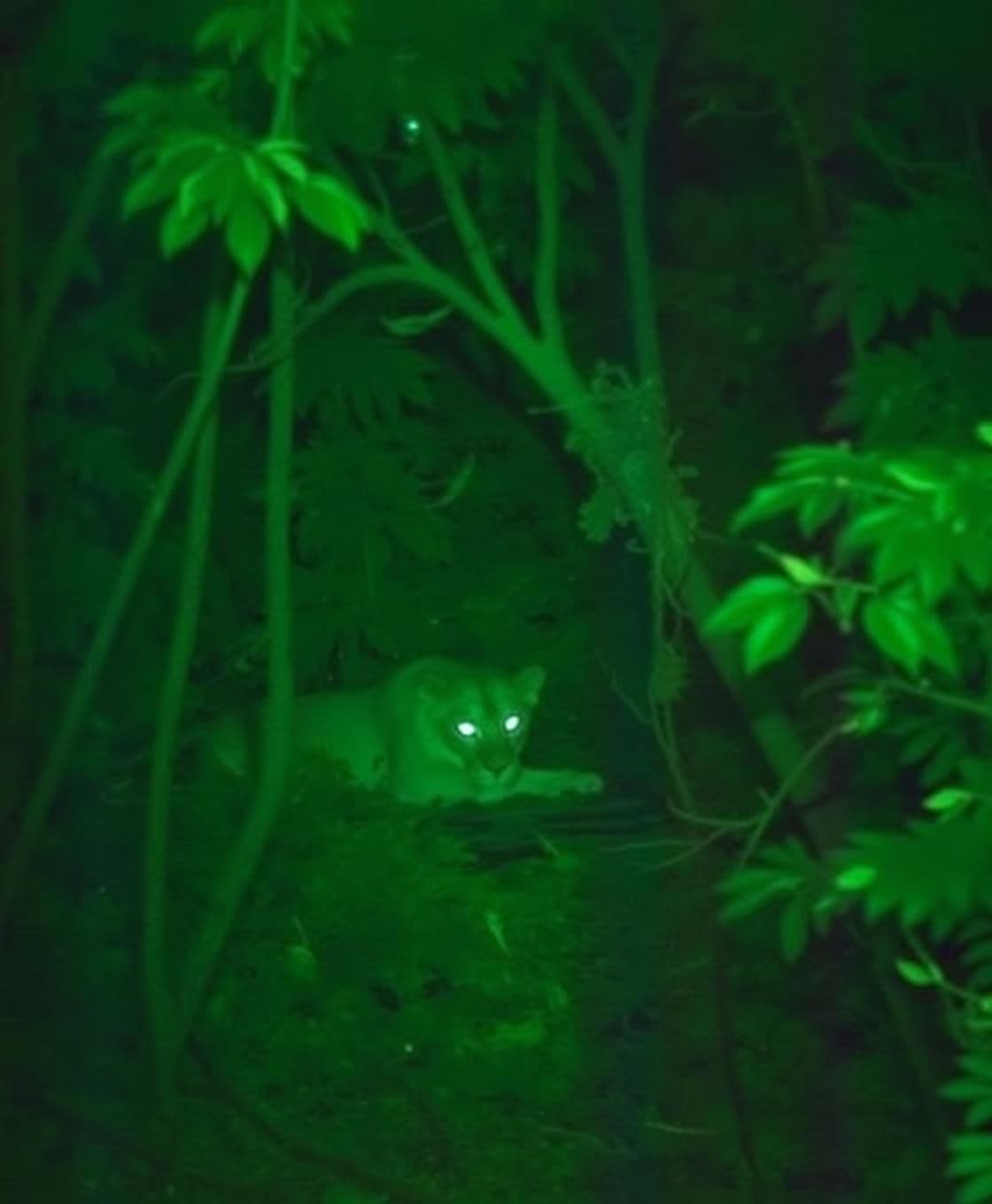 AI generated: "Grainy low-resolution night vision footage from a CCTV camera capturing a large African lion in a dense forest. The image has typical greenish hues and digital noise common to nig