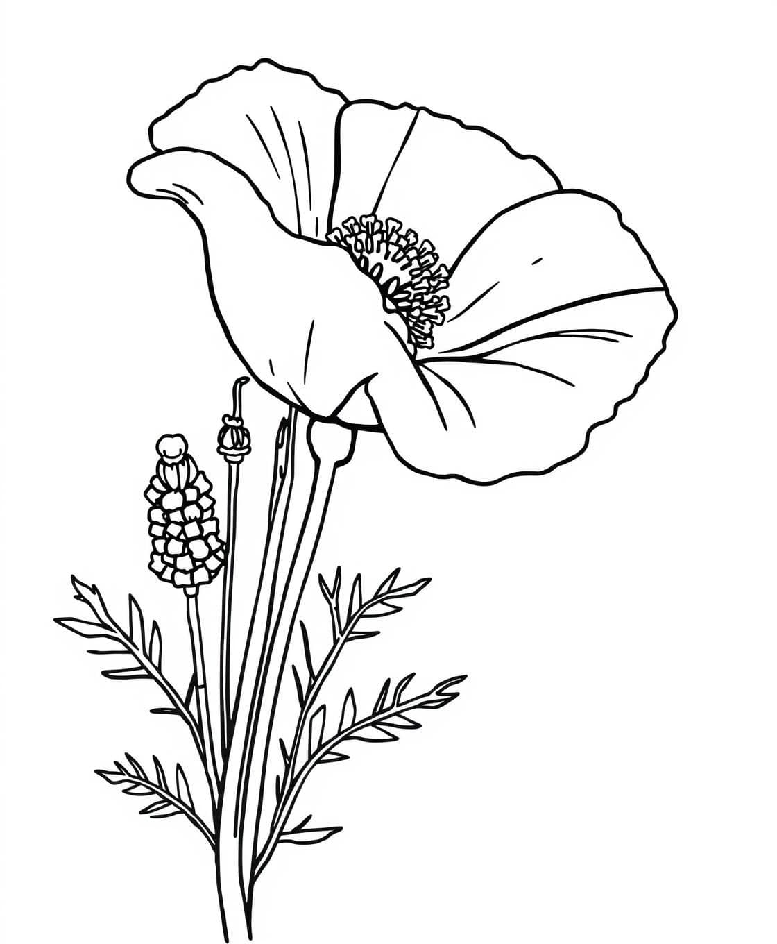 AI generated: A big poppy flower with soft wavy petals and simple serrated leaves. Clean outline illustration, white background, kid-friendly botanical art.Black-and-white line art illustration