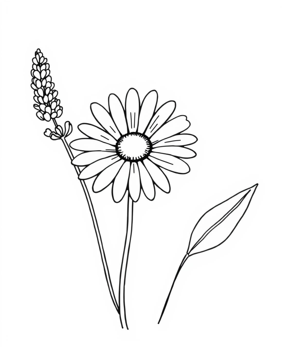 AI generated: A daisy with a round center and many long petals, accompanied by two leaves. Simple black line art, no shading, white backgroundBlack-and-white line art illustration of a lavender