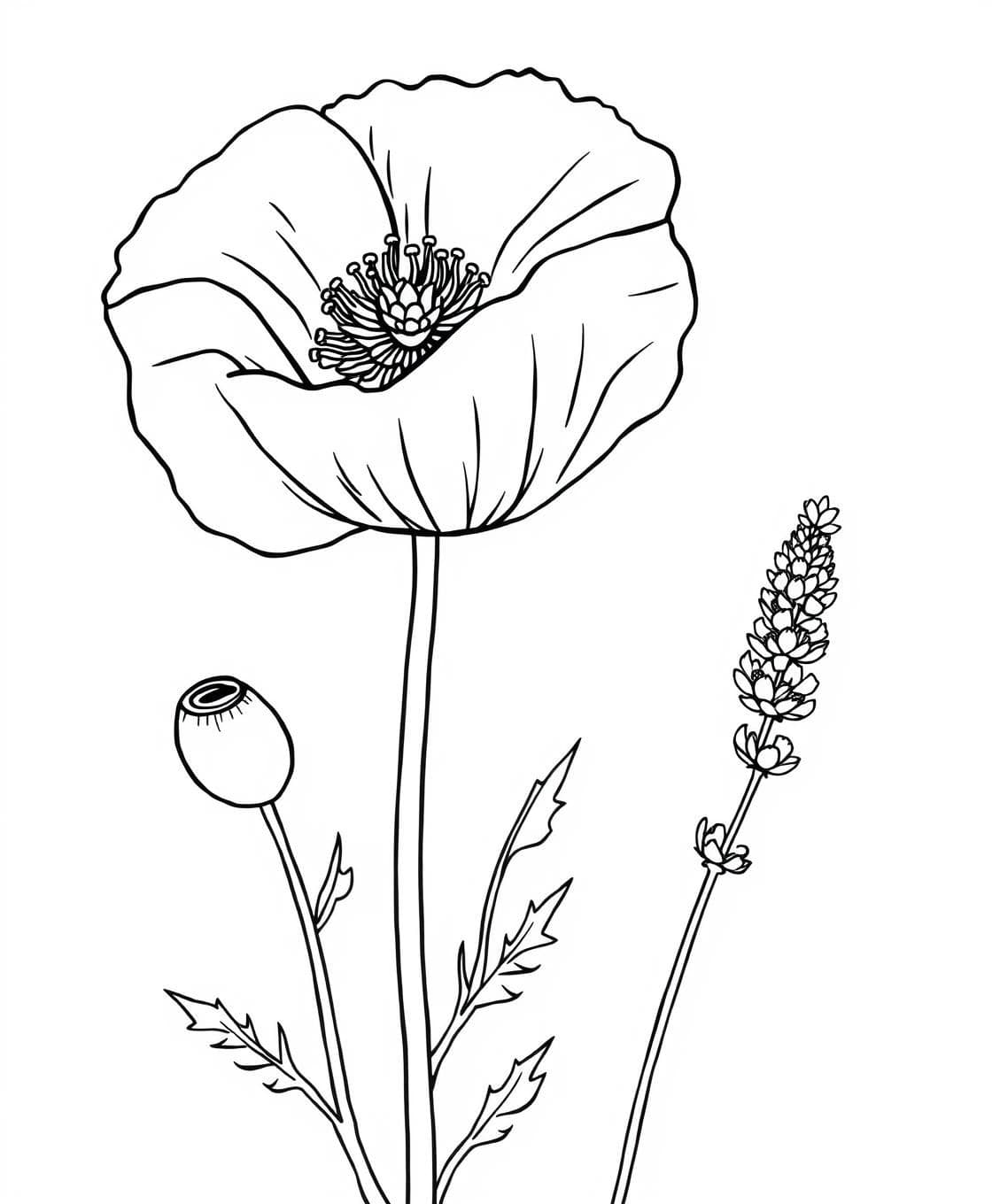 AI generated: A big poppy flower with soft wavy petals and simple serrated leaves. Clean outline illustration, white background, kid-friendly botanical art.Black-and-white line art illustration