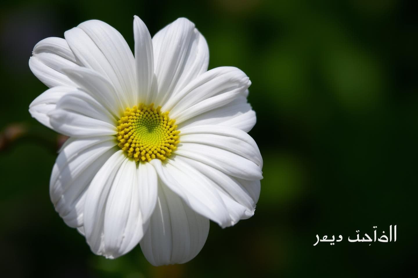 AI generated: زمین ۶ در ۲۰ متره سمت راست و جلوی زمین به کوچه باز میشه سمت چپ و پشت زمین به همسایه چسبیده
پادکینگ از عرض شش و در اصلی از طول ۲۰ متر باز میشه
حیاط ۶ در ۱و نیم متر فضای جلوی ساختمون